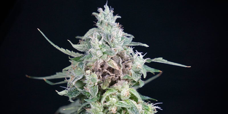 Signs of advanced bud rot