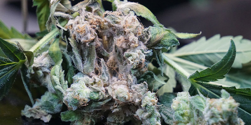 Bud rot in cannabis: A grower&amp;#39;s guide - Zamnesia