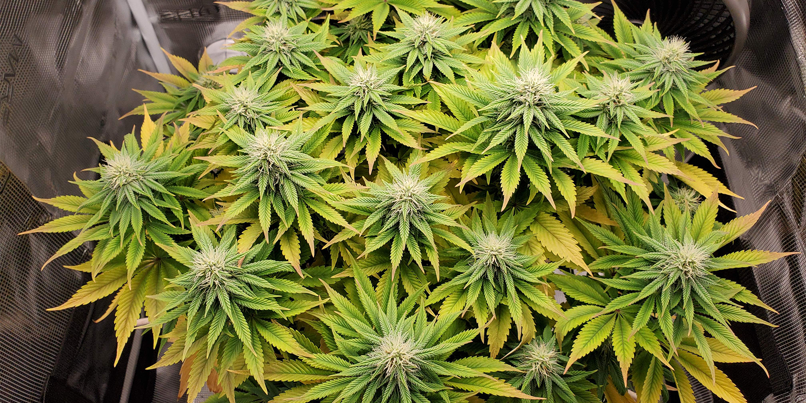 Common pH problems and how to fix them Common pH problems and how to fix them