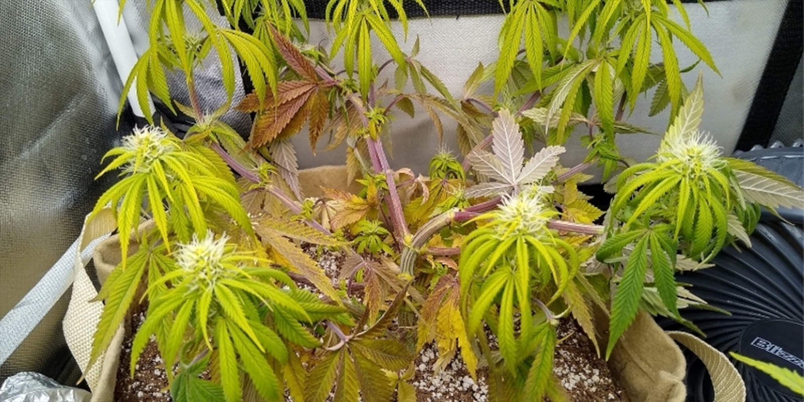 Common signs your cannabis plants are suffering from incorrect pH levels Common signs your cannabis plants are suffering from incorrect pH levels