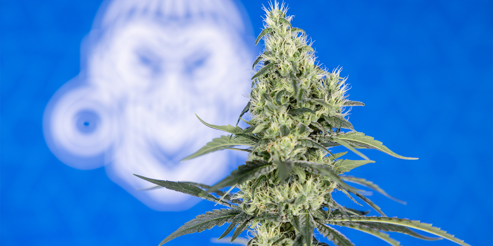 Maintaining stable pH throughout the grow Maintaining stable pH throughout the grow