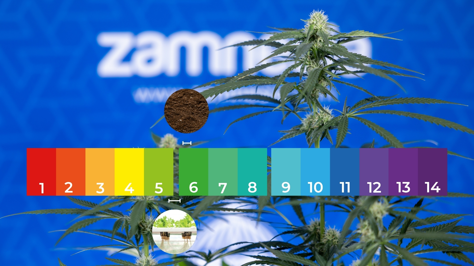 Vegetative stage Vegetative stage