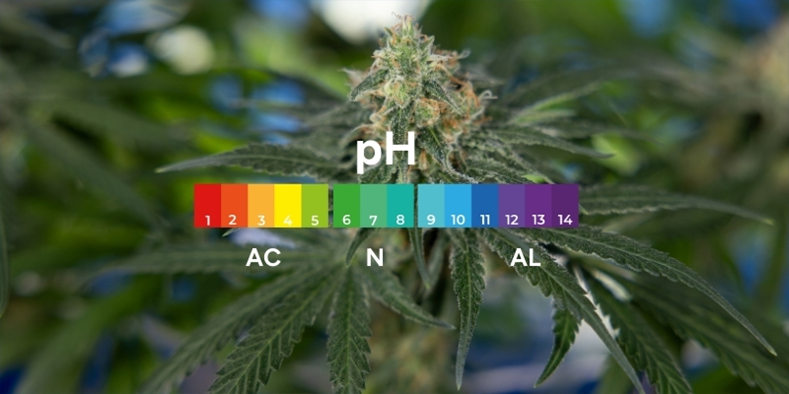 What is pH and why does it matter for cannabis? What is pH and why does it matter for cannabis?