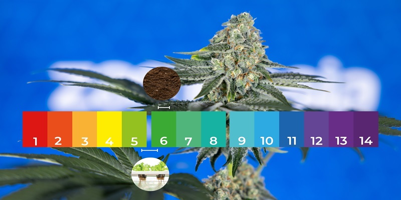 Flowering stage Flowering stage