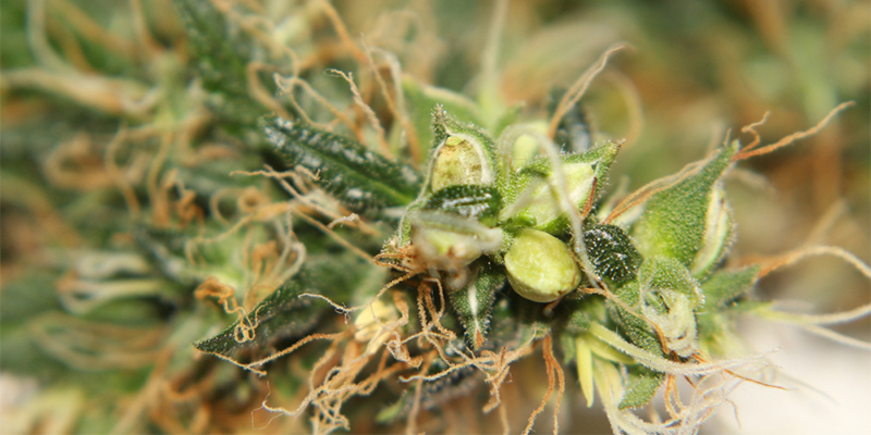 Hermaphrodite Cannabis Plants Early Signs Pictures What Hermaphrodite Cannabis Plants Early Signs Pictures What
