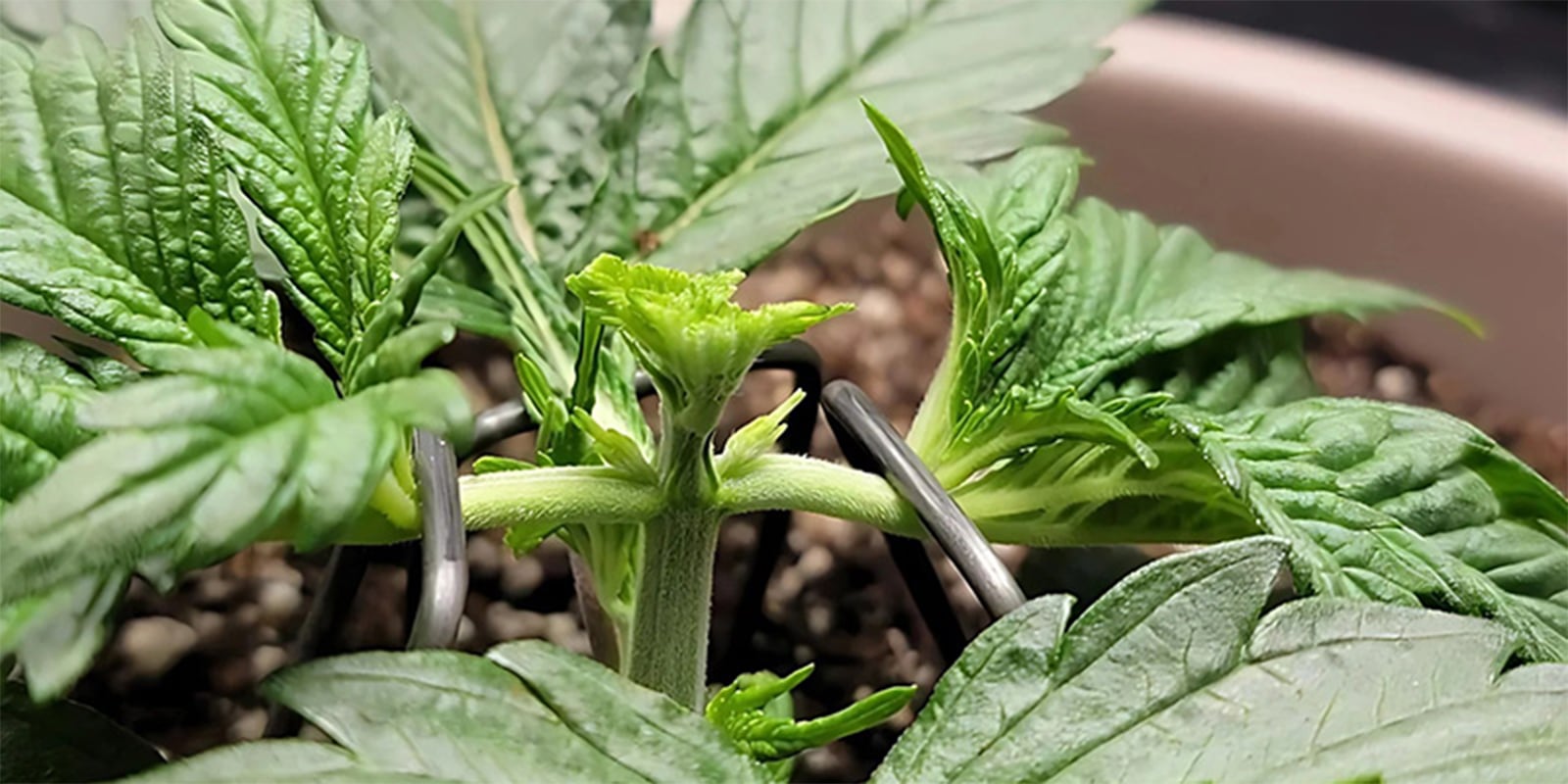 Fimming cannabis plants Fimming cannabis plants