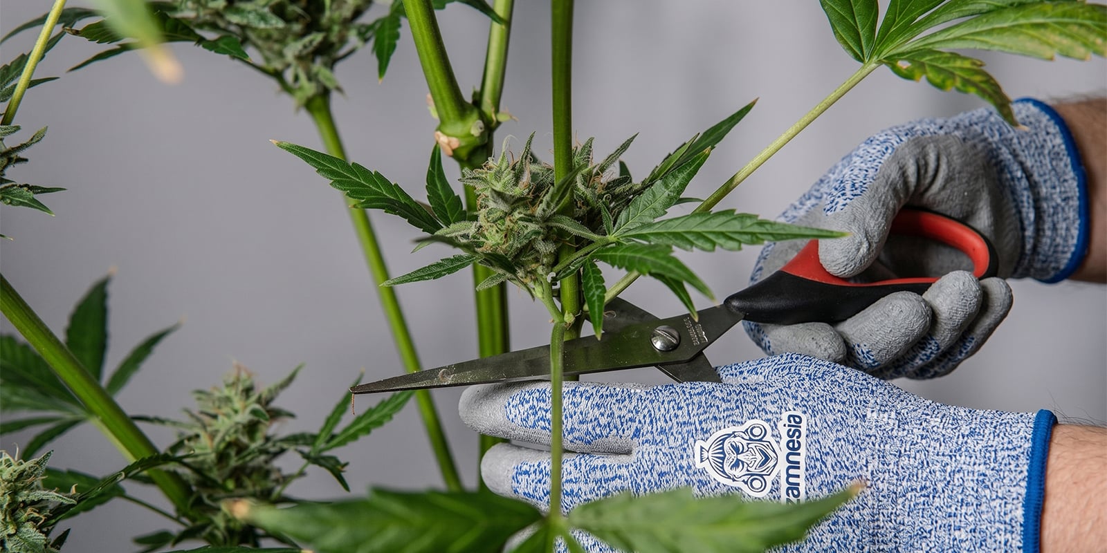 How to prune cannabis plants safely? How to prune cannabis plants safely?