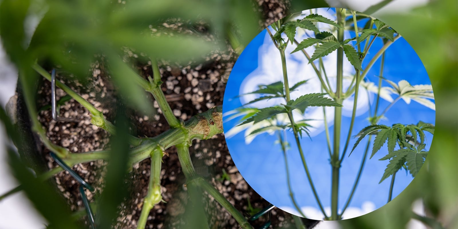 Lollipopping cannabis plants Lollipopping cannabis plants