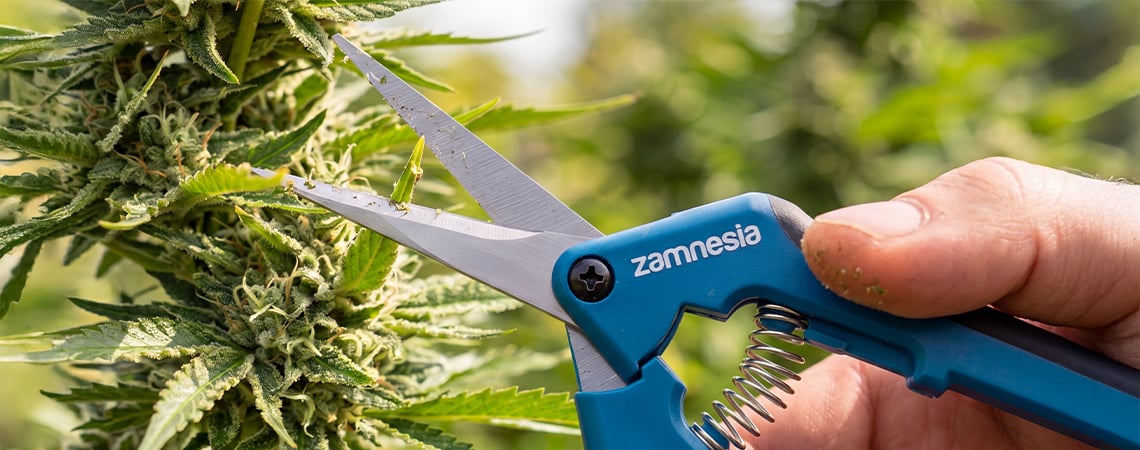 Pruning cannabis: Indoor vs outdoor plants Pruning cannabis: Indoor vs outdoor plants