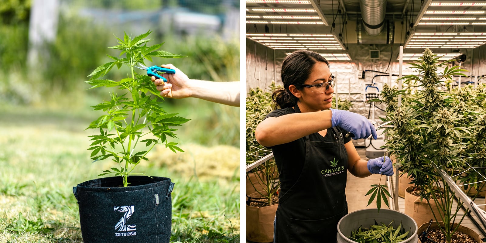 Pruning cannabis: Indoor vs outdoor plants Pruning cannabis: Indoor vs outdoor plants