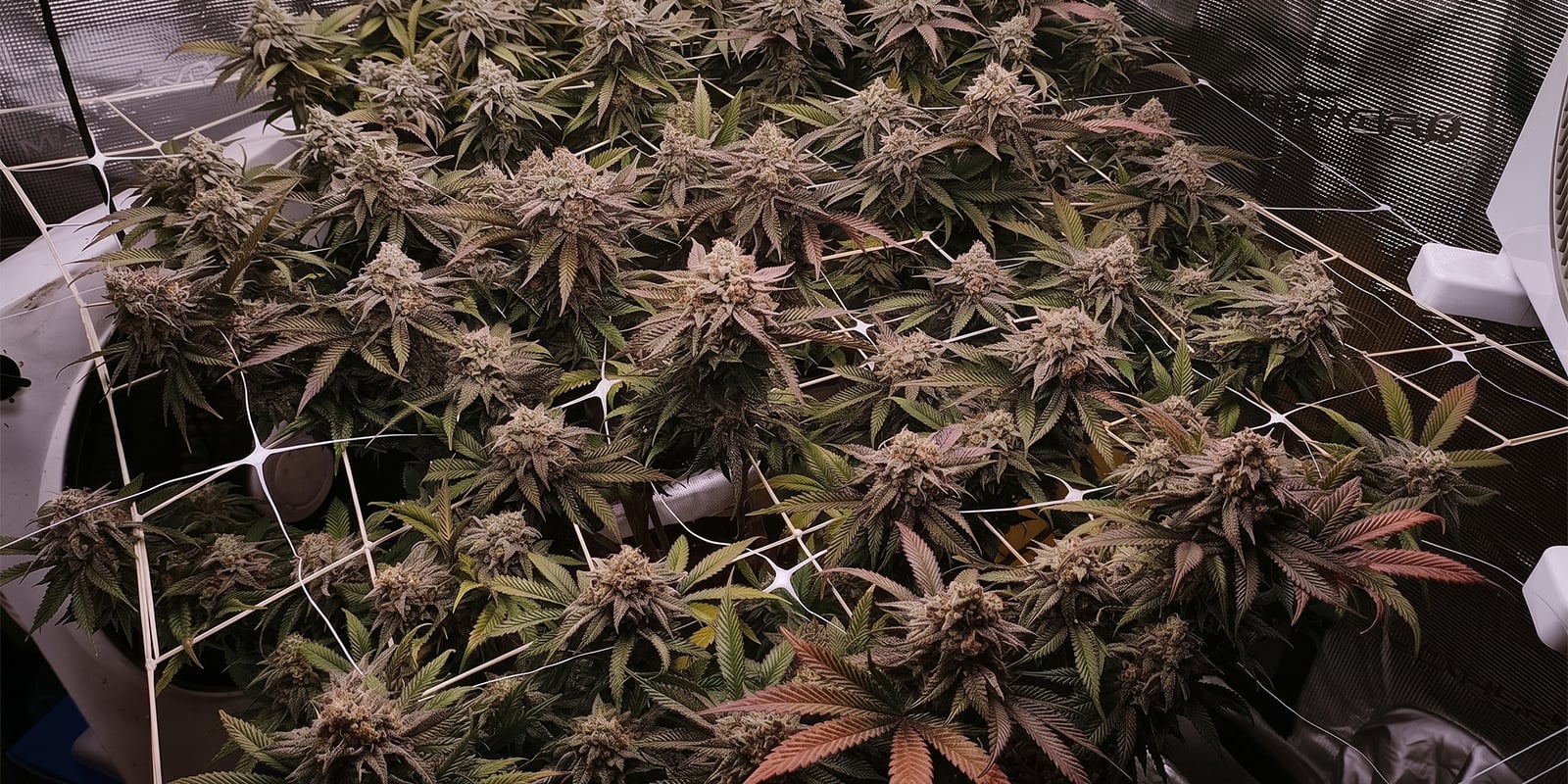 SCROG and pruning SCROG and pruning