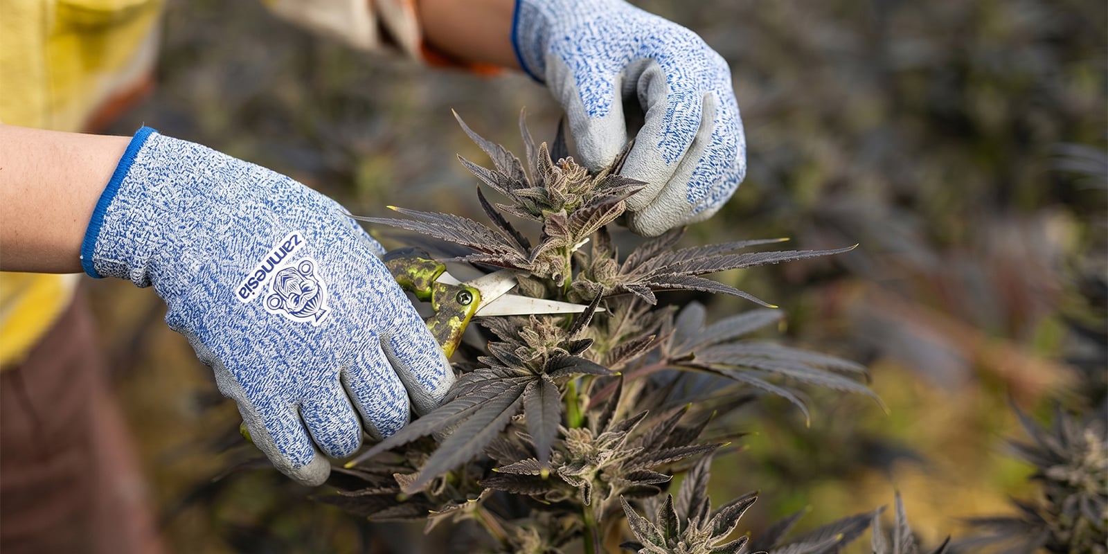 When should you prune cannabis? When should you prune cannabis?
