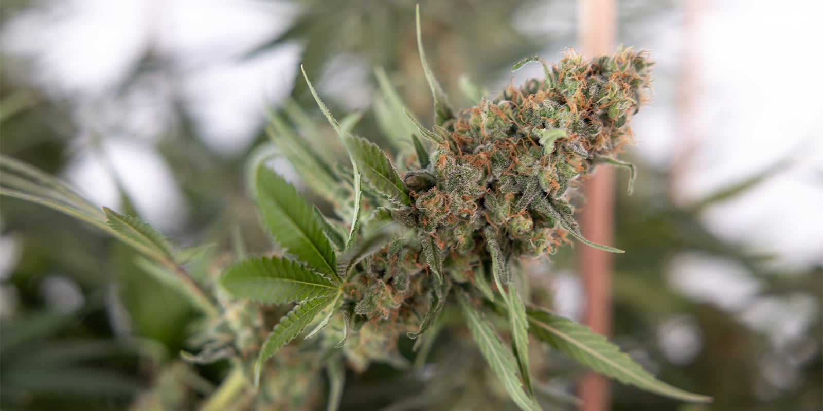 Why prune cannabis plants? Why prune cannabis plants?
