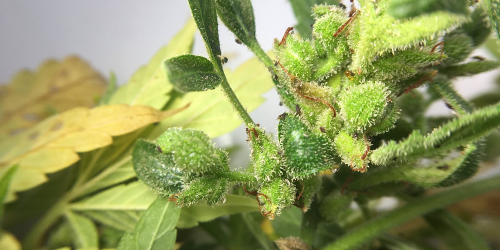 Can you still use cannabis flowers affected by aphids? Can you still use cannabis flowers affected by aphids?