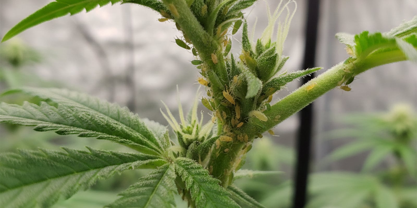 How to get rid of aphids on cannabis plants How to get rid of aphids on cannabis plants