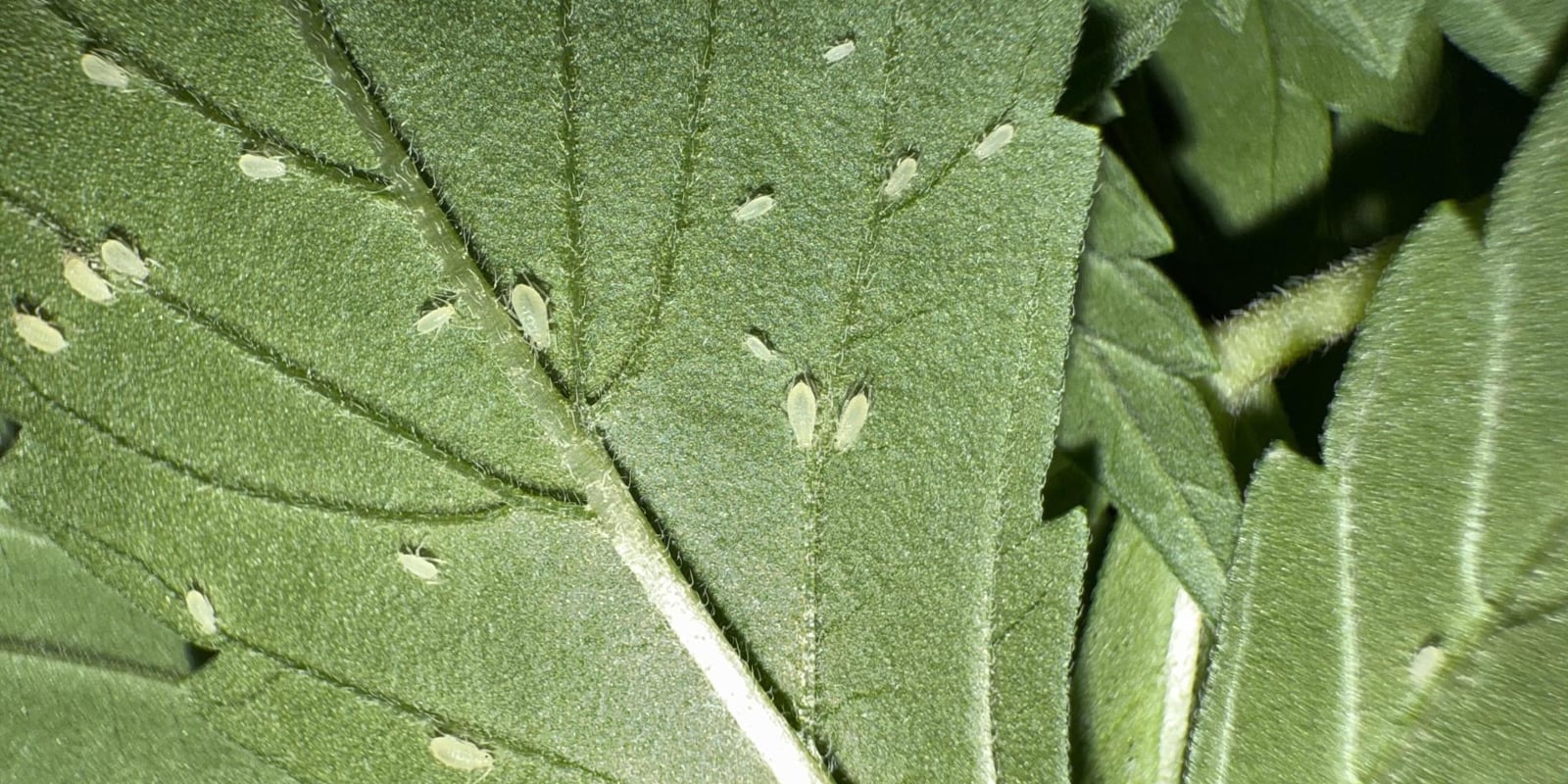 How to identify aphids on cannabis plants How to identify aphids on cannabis plants