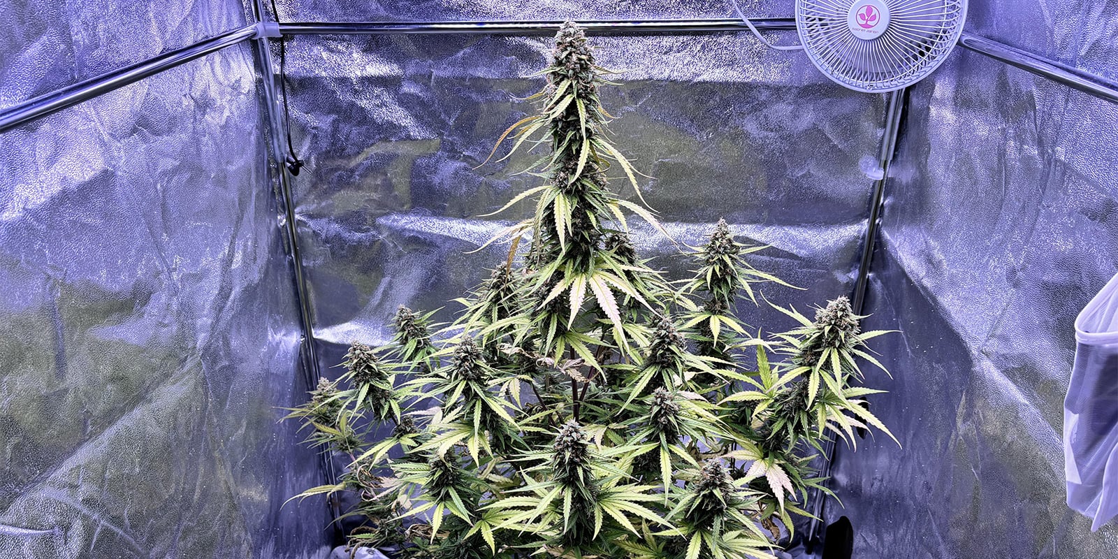 How to prevent aphids on cannabis plants How to prevent aphids on cannabis plants