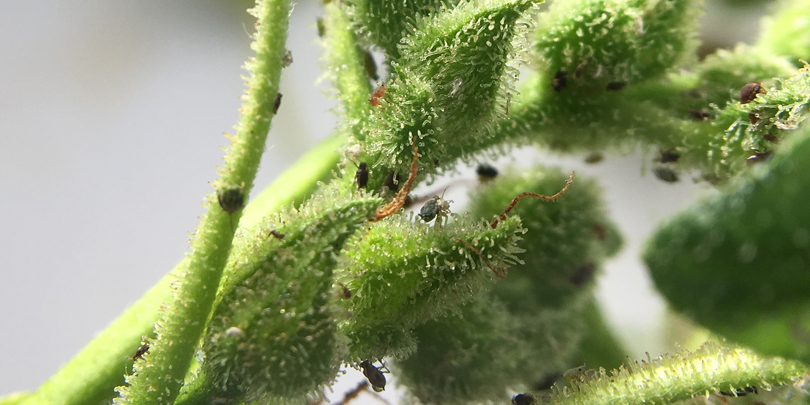 What are cannabis aphids? What are cannabis aphids?