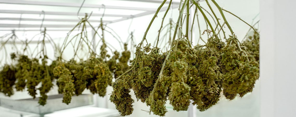 How to dry your cannabis