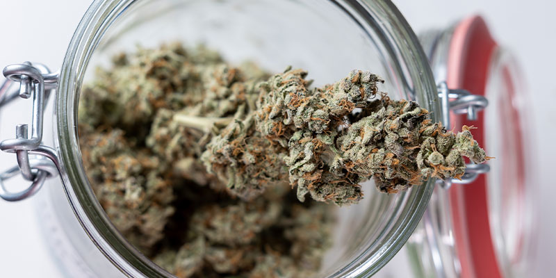 Ready for the next step? Start curing your weed today!