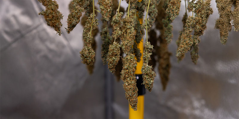 Why do you need to dry your cannabis?