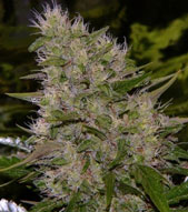 Critical Mass Mr Nice Critical Mass Mr Nice
