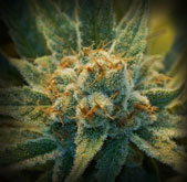 Super Silver Haze Mr Nice Super Silver Haze Mr Nice