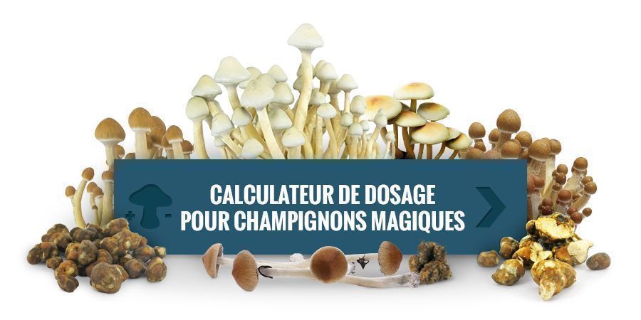 Utilisez Notre Calculateur De Dosage Pour Champignons Magiques Utilisez Notre Calculateur De Dosage Pour Champignons Magiques