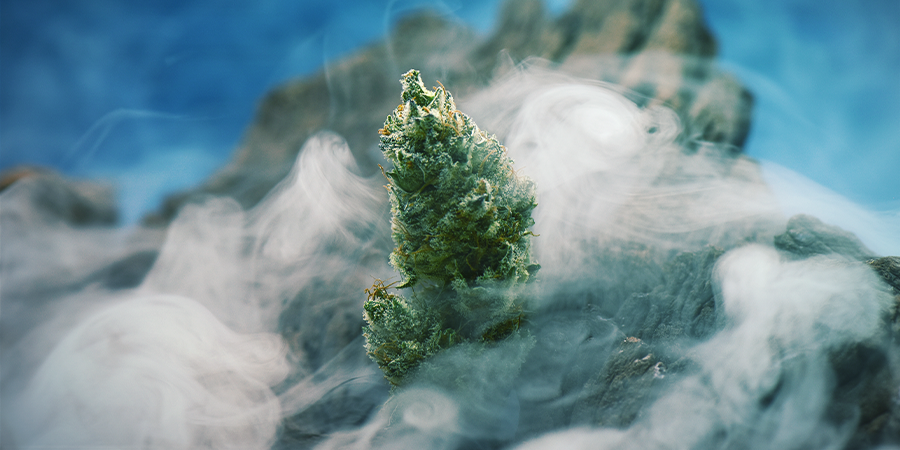 OG Kush — Una Leggendaria Varietà di Cannabis che Vale la Pena Coltivare