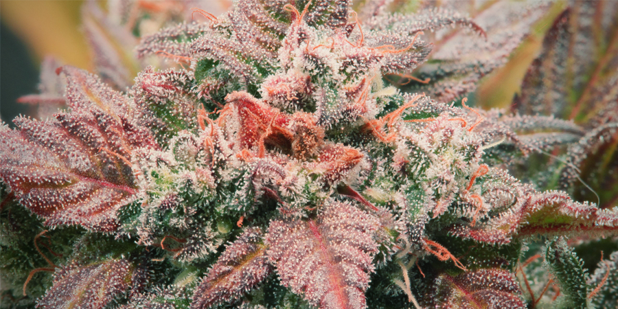 Amnesia Haze : Un Cannabis Adoré Intemporel