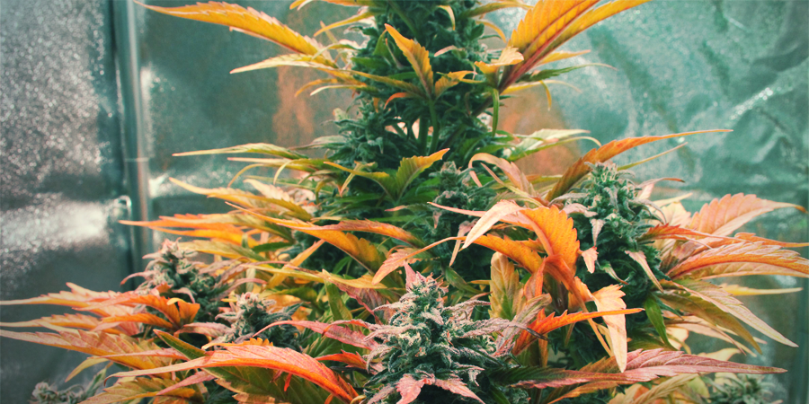 Amnesia Haze: een eclectische mix van cannabis genetica