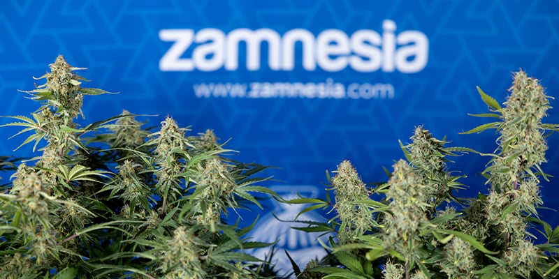 Green Cure CBD F1 (Zamnesia Seeds)