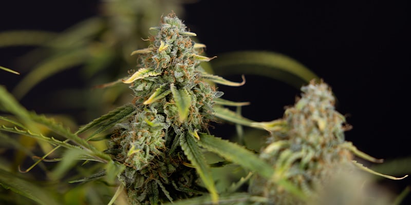 Green Crack F1 Automatic (Zamnesia Seeds) Feminized