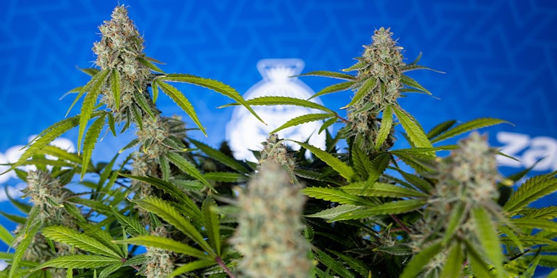 Green Crack F1 Automatic (Zamnesia Seeds) Feminized