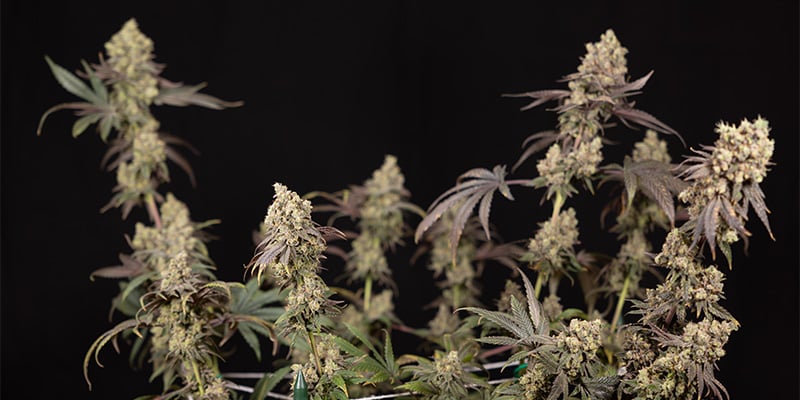 Zamnesia Seeds - Watermelon Candy Automatic: Entspannter Anbau und fruchtig-süße Buds Zamnesia Seeds - Watermelon Candy Automatic: Entspannter Anbau und fruchtig-süße Buds
