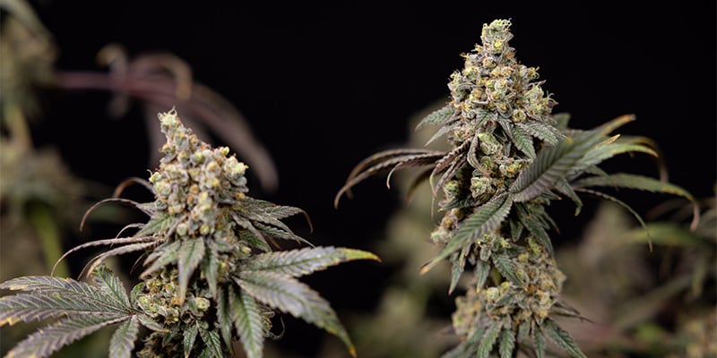 Aroma, Geschmack und Wirkung von Tropicana Cookies: Fruchttastische Terpene Aroma, Geschmack und Wirkung von Tropicana Cookies: Fruchttastische Terpene