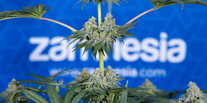 Zamnesia Seeds - Tangerine Dream : un hybride frais et épicé aux effets équilibrés Zamnesia Seeds - Tangerine Dream : un hybride frais et épicé aux effets équilibrés