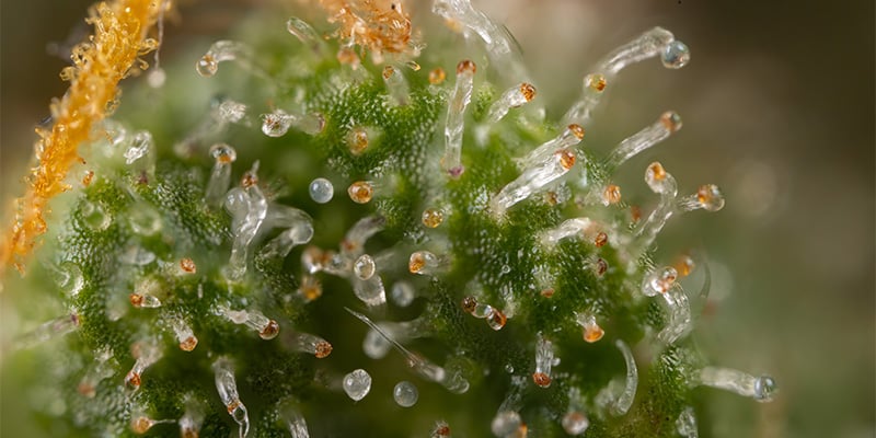 Zamnesia Seeds - Tangerine Dream Autoflower: Et friskt Autoflowering vidunder Zamnesia Seeds - Tangerine Dream Autoflower: Et friskt Autoflowering vidunder