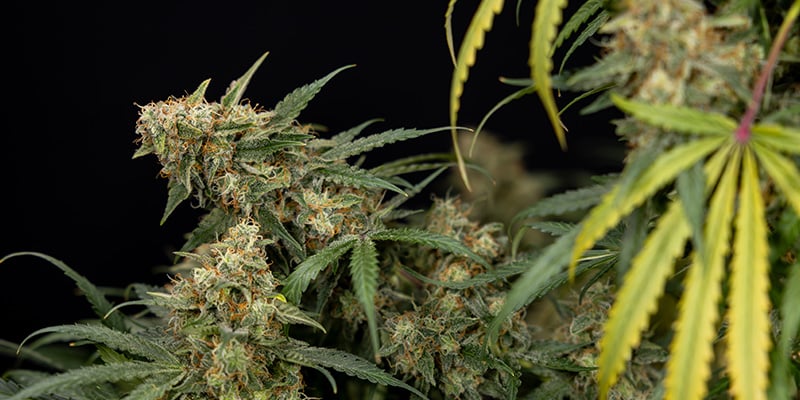Dyrkning af Tangerine Dream Autoflower: ubesværet finesse Dyrkning af Tangerine Dream Autoflower: ubesværet finesse