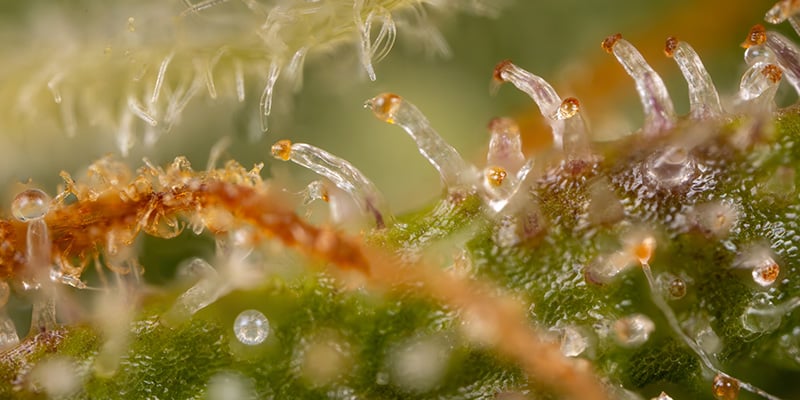 Aroma, smag og effekt: en forfriskende citrusoplevelse Aroma, smag og effekt: en forfriskende citrusoplevelse