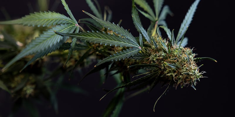 Zamnesia Seeds - Trainwreck Autoflower: Sweet and Vigorous