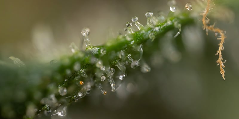 Growing Trainwreck Autoflower: Accessible and Simple