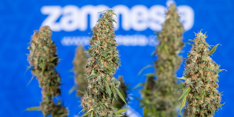 Trainwreck Autoflower: Sweet, Spicy, and Uplifting