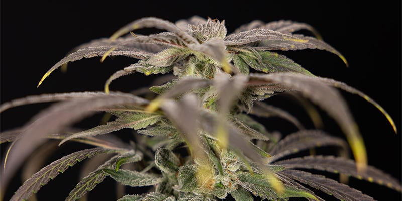 Zamnesia Seeds - Power Plant: Una Classica Sativa dagli Effetti Stimolanti