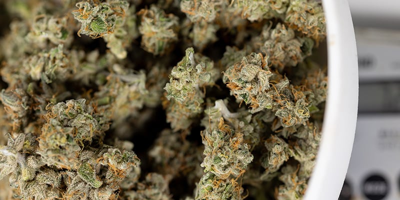 Coltivare la Power Plant: Cime sativa della vecchia scuola facili da coltivare