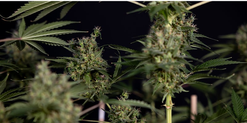 Growing White Truffle: Prepare For XL Harvests Indoors and Outdoors Growing White Truffle: Prepare For XL Harvests Indoors and Outdoors