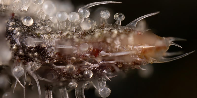 Lemon Cherry Gelato trichomes