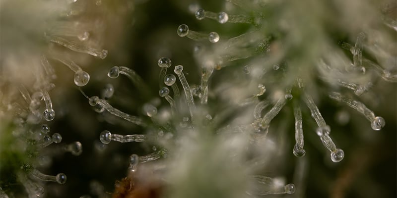 Tolle Aromen, 26 % THC und ein ausgewogenes High Tolle Aromen, 26 % THC und ein ausgewogenes High