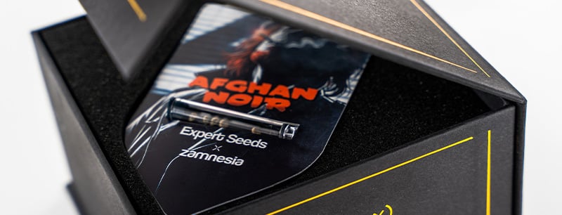 Génétique d’Afghan Noir : Afghani x Sirius Black