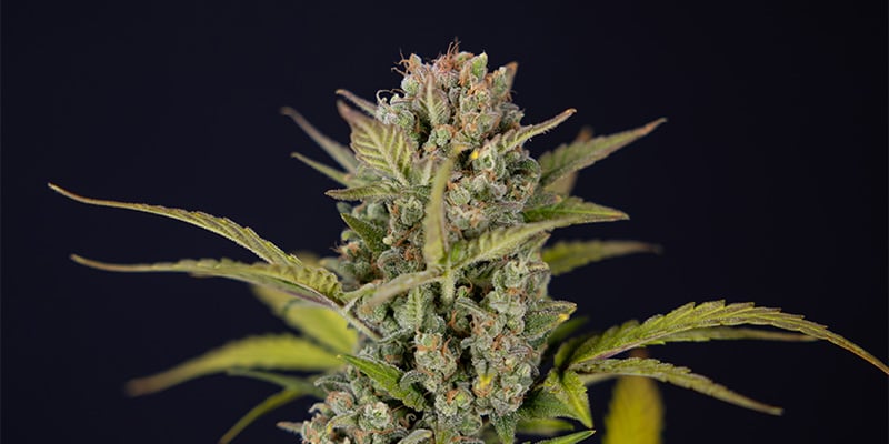 Monster Dwarf Bud